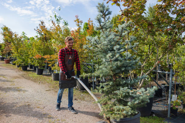 Burnham, IL Tree Removal and Landscaping Services Company